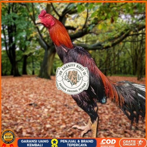 

Telur Ayam Pakhoy Super Vertil Siap Di Tetaskan Jaminan Super Oiginal Bergaransi UD GHANIYY BIBIT ID