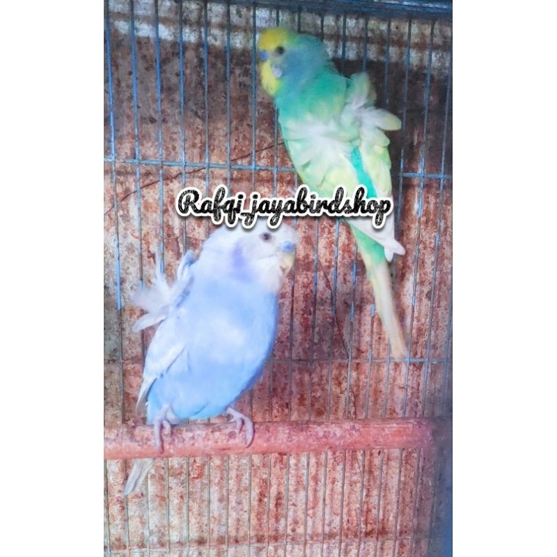 PARKIT VRIL / HAGOROMO SATUAN JANTAN