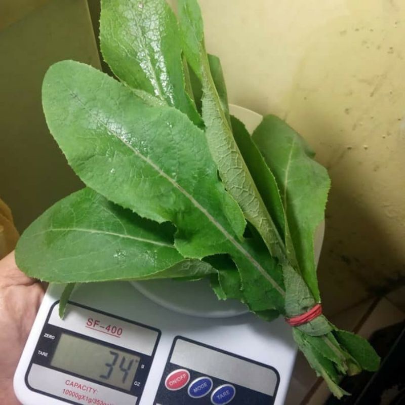 

Cod Daun Tempuyung Segar perikat herbal daun tempuyung asli murah .