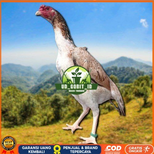 

telur fertil ayam shamo berkualitas super UD_GOBIT_ID