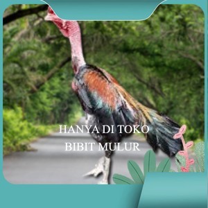 

telur ayam saigon original bisa untuk di tetaskan