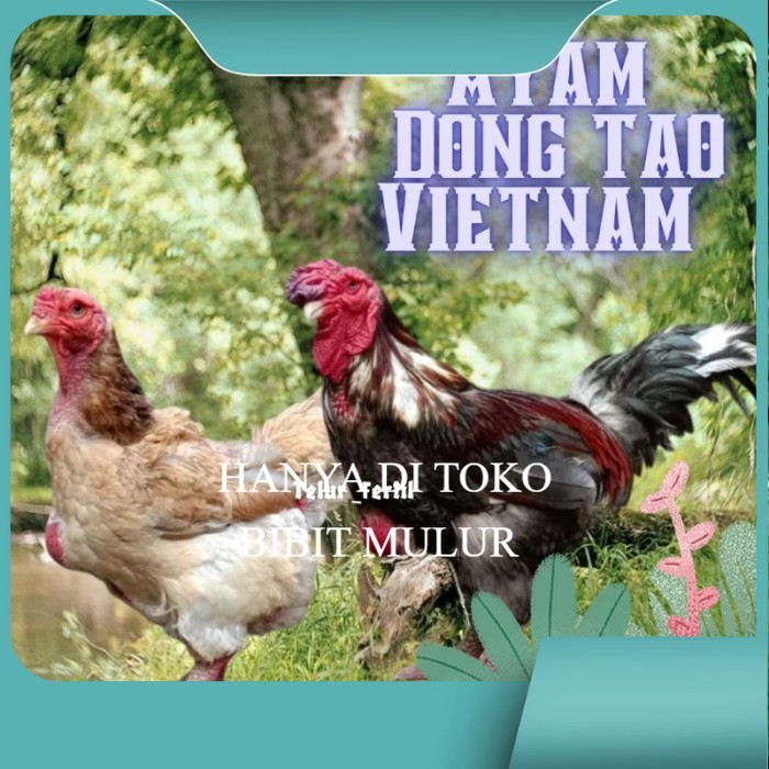 

telur ayam dong tao vietnam ori bisa untuk di tetaskan vertil original berkualitas