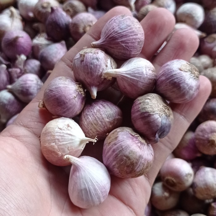 

Promo Bawang Putih Tunggal - Bawang Lanang - Sortir Terbaik 1 kilo terlaris