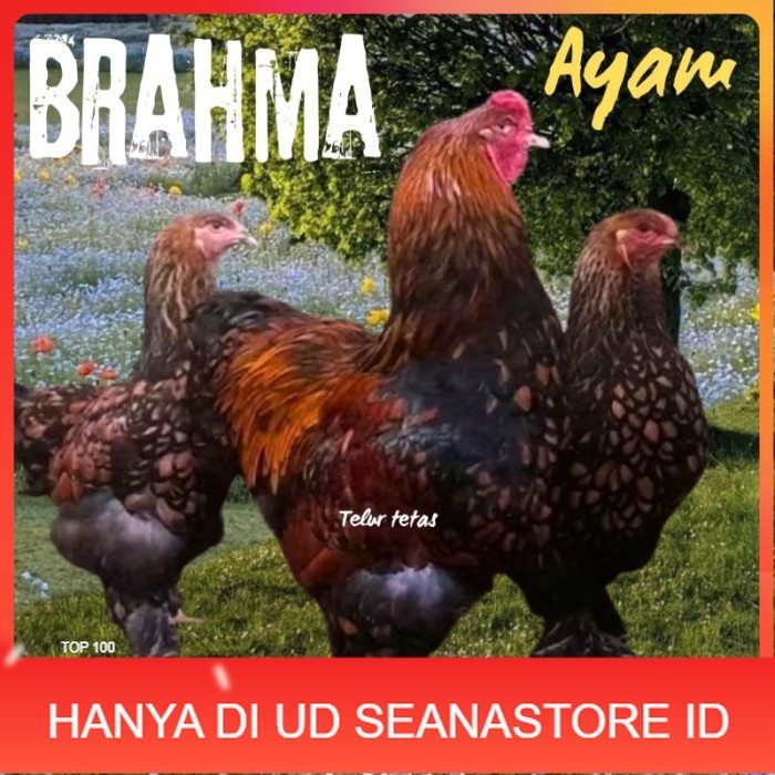 

telur ayam brahma siap tetas original berkualitas UD SEANASTORE ID