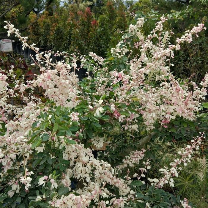 Tanaman Asam Belanda / Asem Ranji Bahan Bonsai