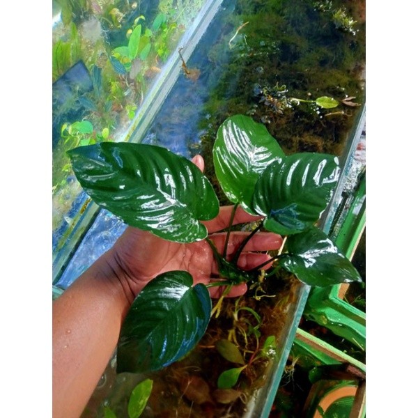 Anubias Barteri Broadleaf