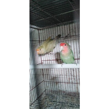 burung lovebird nk dewasa (satuan)