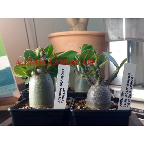 A.L Bibit / Benih / Seeds Adenium Yaman Mudah Tumbuh