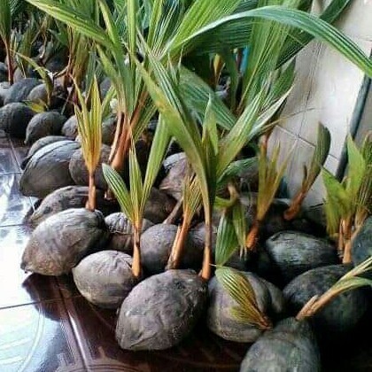 BIBIT KELAPA GADING KUNING DAN HIJAU BAHAN BONSAI