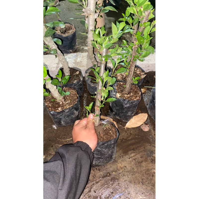 Bibit apel Fuji hasil cangkok