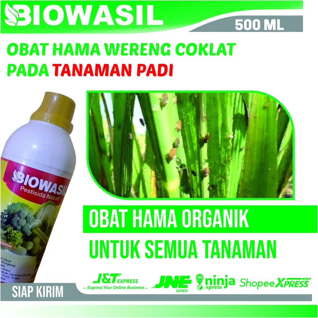 Obat Hama Wereng Coklat Pada Tanaman Padi - Biowasil Pestisida Pembasmi Hama Wereng Coklat Pada Padi