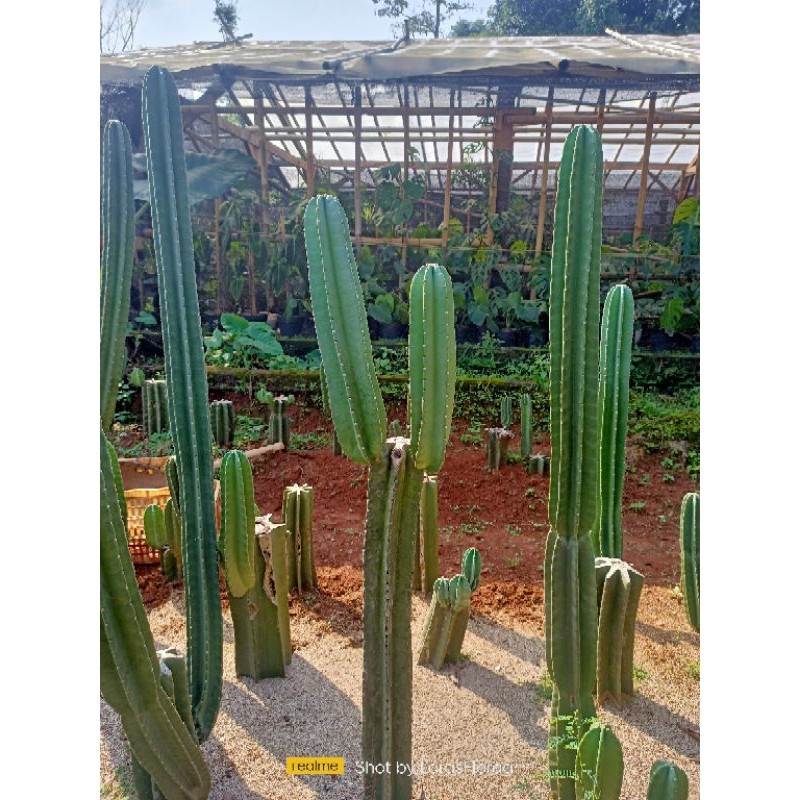 tanaman Kaktus koboi bercabang 1meter  2-3 cabang / Pohon Kaktus Bercabang/ Bunga Hias Kaktus koboi 