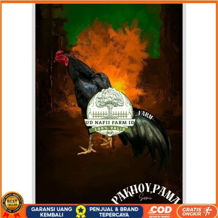 

Telur Ayam Pakhoy X Pama Vertil Siap Di Tetaskan Jaminan Super Oiginal Bergaransi UD NAFII FARM ID