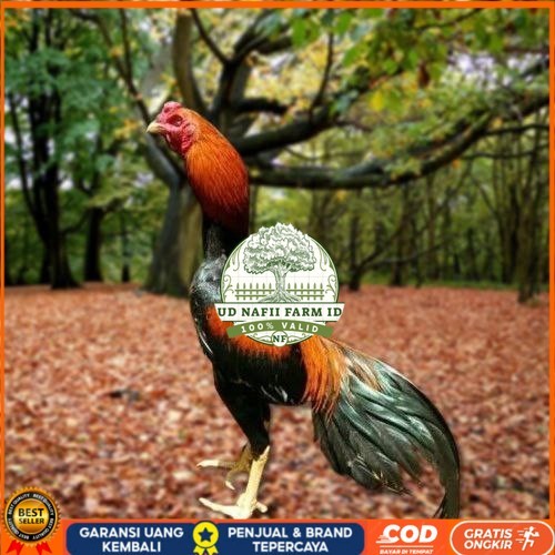 

Telur Ayam Pakhoy Ori Thailand Vertil Siap Di Tetaskan Jaminan Suuper Oiginal Bergaransi UD NAFII FARM ID
