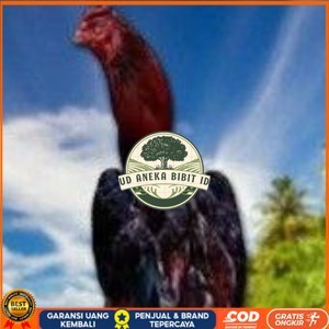 

telur ayam pelucker bangkok untuk di tetaskan UD ANEKA BIBIT ID