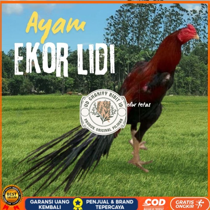 

telur ayam ekor lidi original bisa untuk di tetaskan vertil UD GHANIYY BIBIT ID