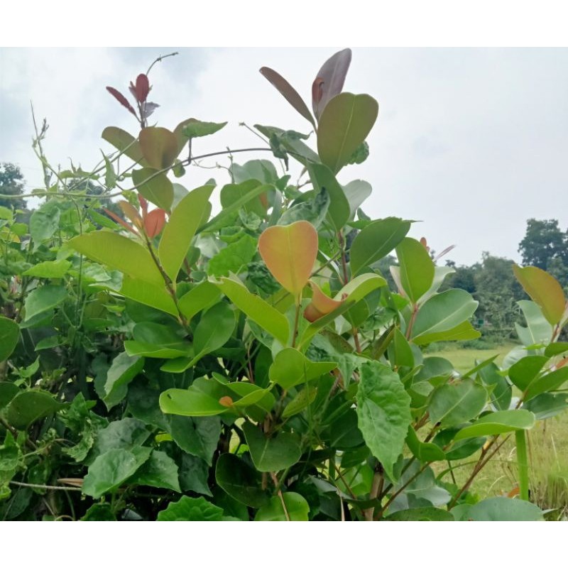 

daun juwet/daun Jamblang segar fresh murah aja 200gram