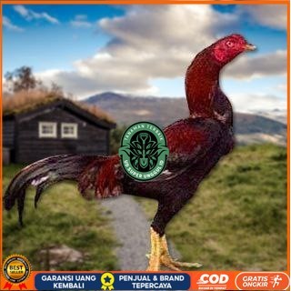 

Telur Ayam Pakhoy Tangguh Vertil Siap Di Tetaskan Jaminan Super Oiginal Bergaransi UD_SUPER_UNGGUL_ID