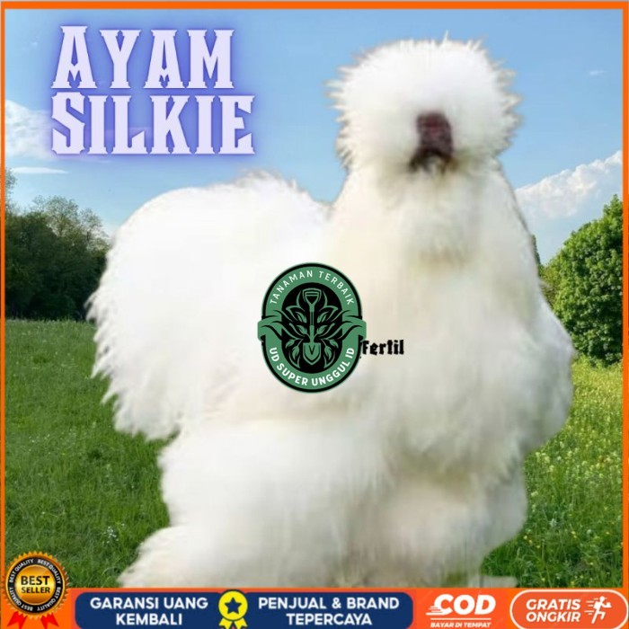 

telur ayam hias silkie bisa untuk di tetaskan original berkualitas UD_SUPER_UNGGUL_ID