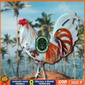 

telur ayam philipin asli AK47 bisa untuk di tetaskan vertil UD_SUPER_UNGGUL_ID