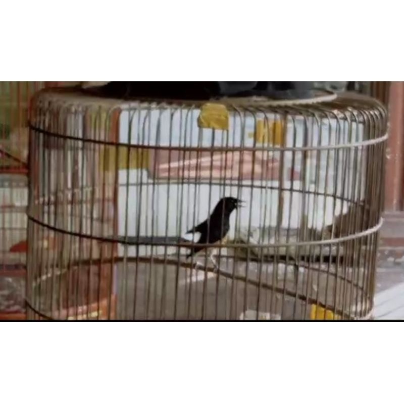 Murai Medan Gacoran Jantan Aduan