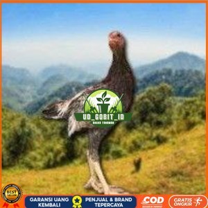 

Shamo Eropa Kelabu .Terlaris (telur fertil) UD_GOBIT_ID