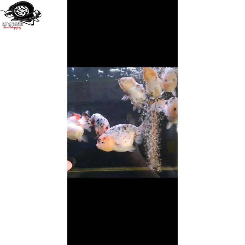 ikan mas koki ranchu sapi +- 5-6 cm