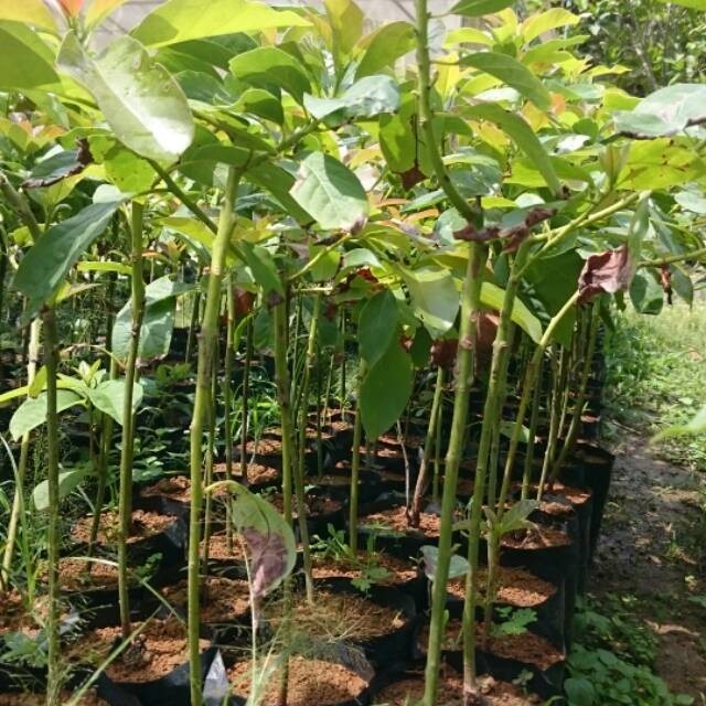 Bibit Alpukat Miki 1 Meter  Purworejo Beli Sekarang Gratis Polybag
