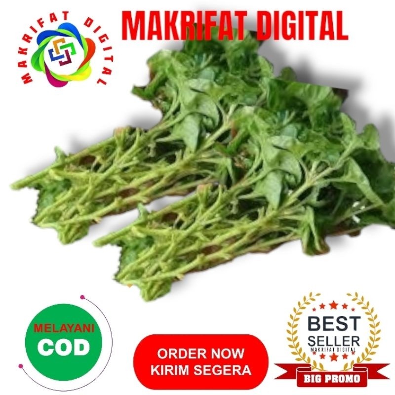 

IMRON PRIBADI Paket 1 Kg Batang + Daun BAYAM BRAZIL Brazilian Pinapich Bisa Buat Sayur Bisa Buat Bibit by Makrifat Digital