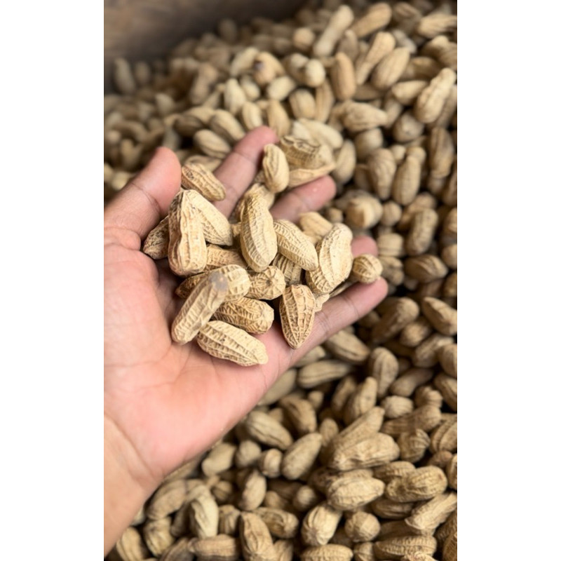 

kacang goreng sangrai super cirebon//renyah