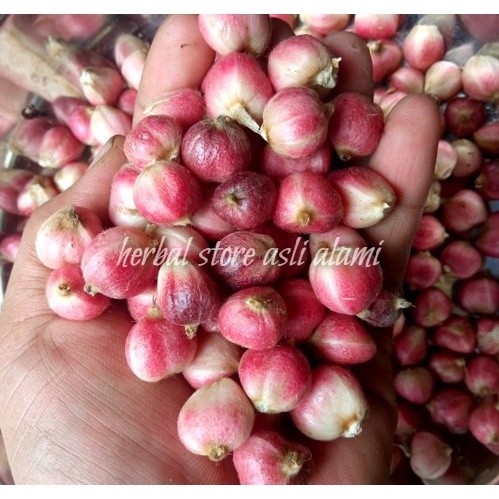 

rempah buah kapulaga segar/buah kapol segar 1 kg