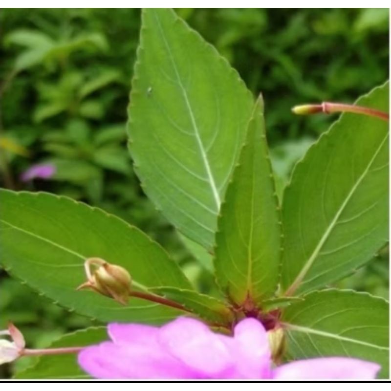 

Daun pacar air/pacar Tere murah segar obat herbal /obat traditional /obat alami ready stok