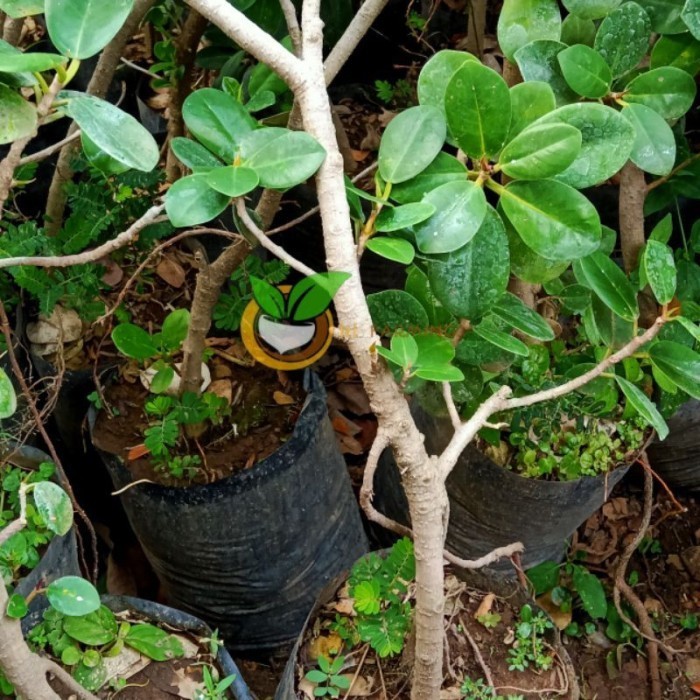 BIBIT BAHAN BONSAI BRINGIN DOLLAR BAHAN BONSAI RINGIN DOLLAR