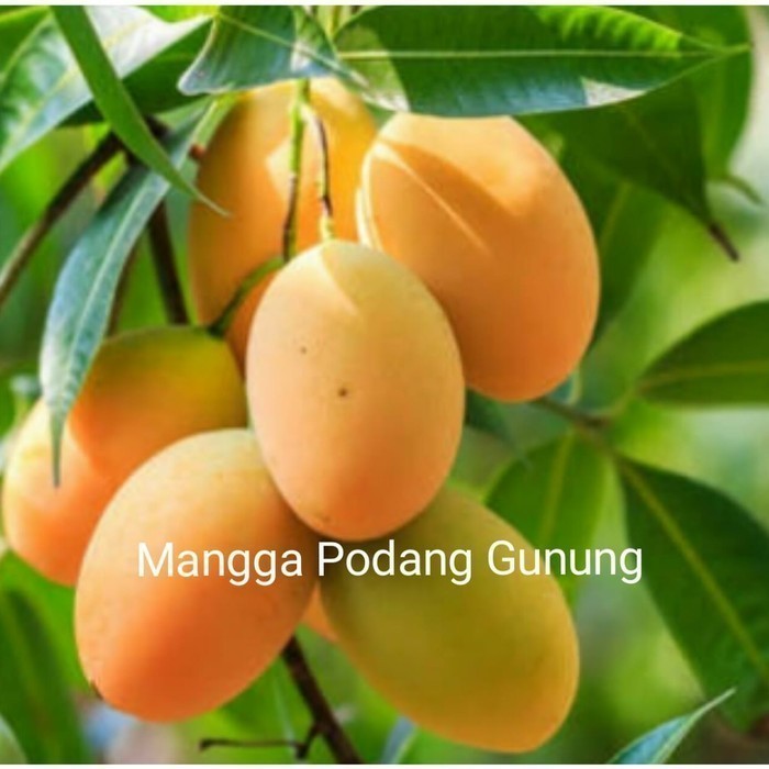 BIBIT BUAH MANGGA PODANG GUNUNG BUAH MANIS MADU OKULASI CEPAT BERBUAH