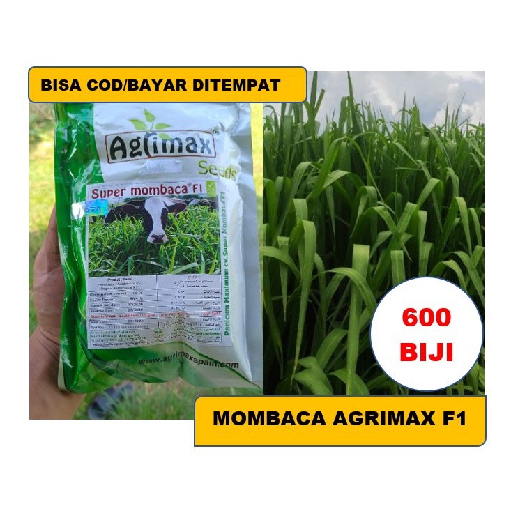 800 Biji - Benih Mombaca Daun Super VARIETAS IMPORT- Bibit Tqnaman Rumput Benih Rumput Mombaca F1 - 