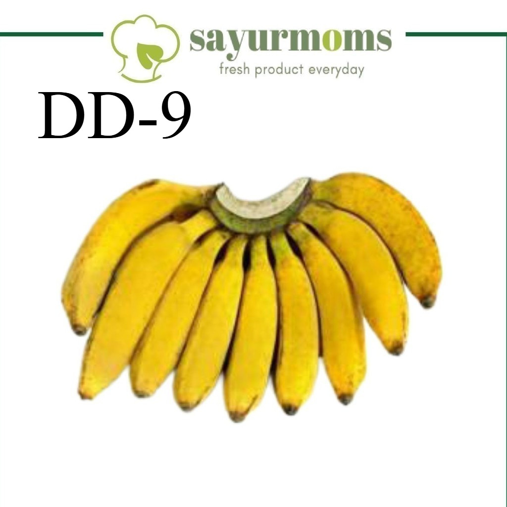 

VFB 4024 Pisang Raja 1 Sisir Surabaya