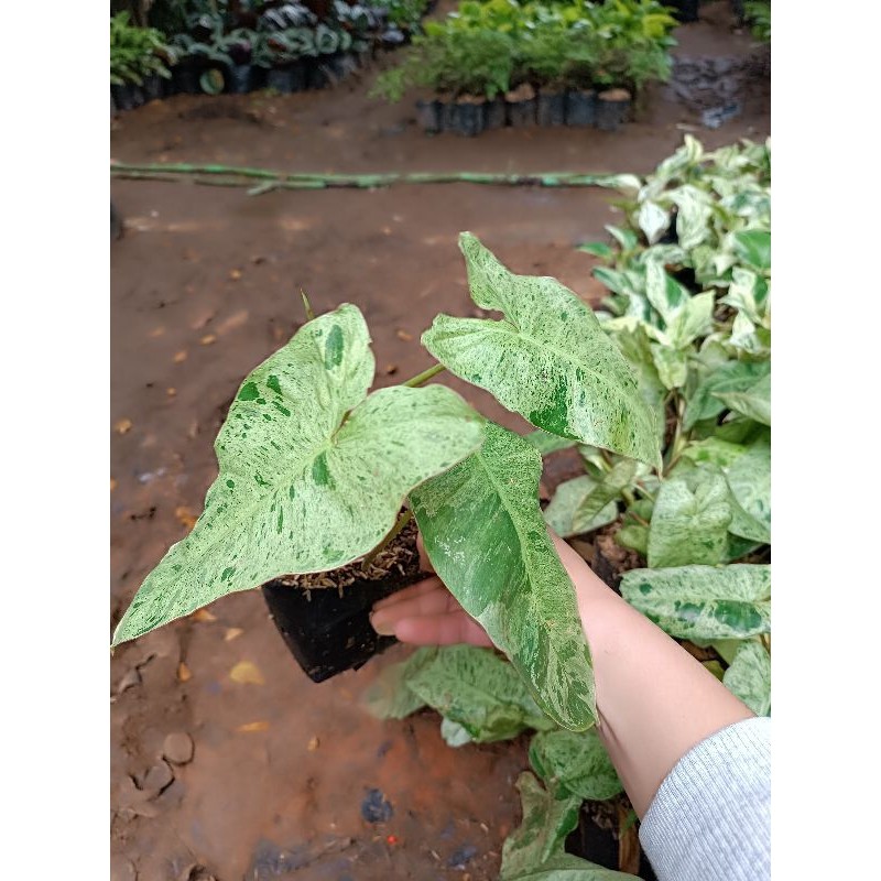 ( BISA COD ) Tanaman Hias Philo Verde Bunga Hias Philodendroon Verde Tanaman Hidup Philo Verde Tanam