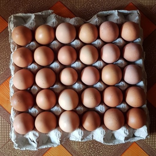

TELUR AYAM NEGRI FRESH / TELOR AYAM PER 1 TRAY