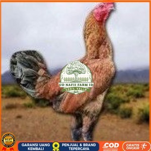 

telur ayam pama ninja berkualitas unggul UD NAFII FARM ID