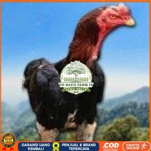 

telur tetas ayam shamo siap di tetaskan vertil super garansi UD NAFII FARM ID