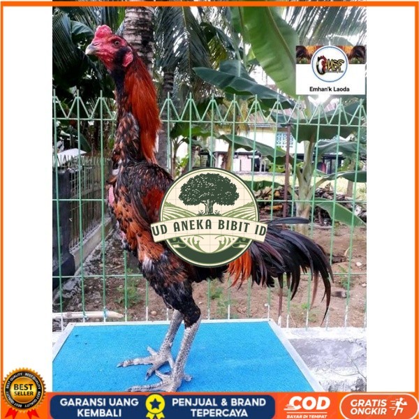 

telur tetas ayam khoyngon original berkualitas UD ANEKA BIBIT ID
