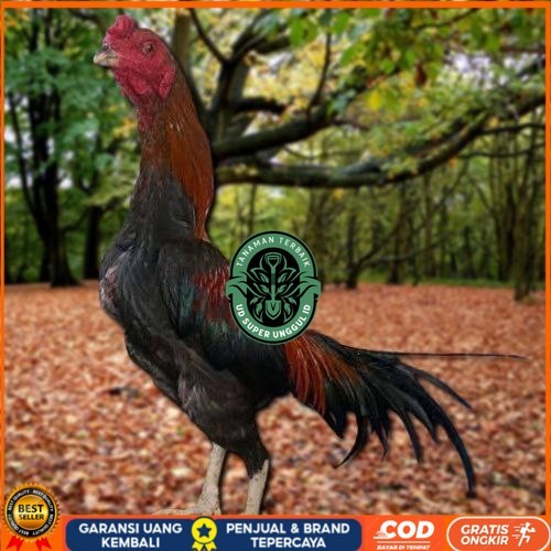 

Telur Ayam Pakhoy Jumbo Vertil Siap Di Tetaskan Jaminan Super Oiginal Bergaransi UD_SUPER_UNGGUL_ID