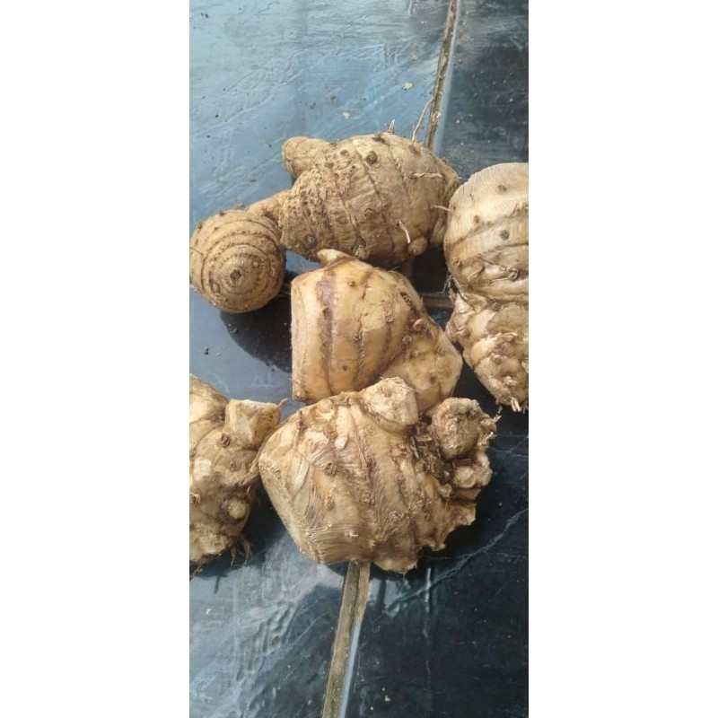 

PROMO COD TERLARIS EMPU KUNYIT PUTIH SEGARR DAN FRESS 500GRAM