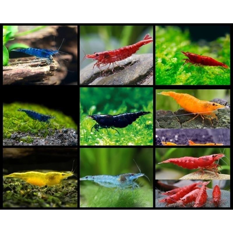 Paket Tanaman Udang Isi 10 Mix Hias Aquascape