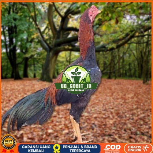 

Telur Ayam Pakhoy Trah Maneedaeng X Blackbull X Black Rose X Durian X Payabod X Jimmywhite X 17yok / Khoyngon Vertil Siap Di Tetaskan Jaminan Super Oiginal Bergaransi UD_GOBIT_ID