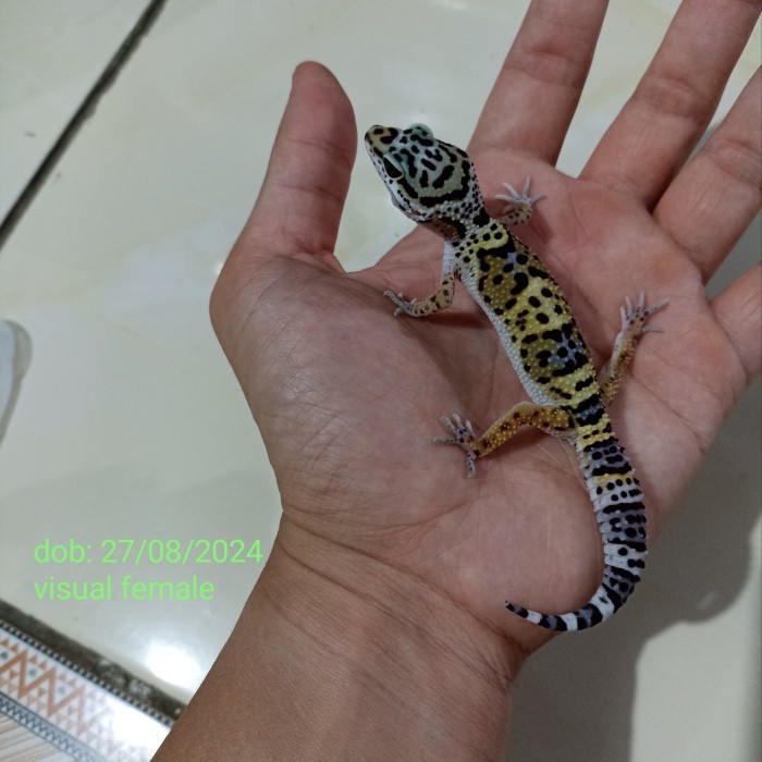 Leopard gecko black night bn het tremper