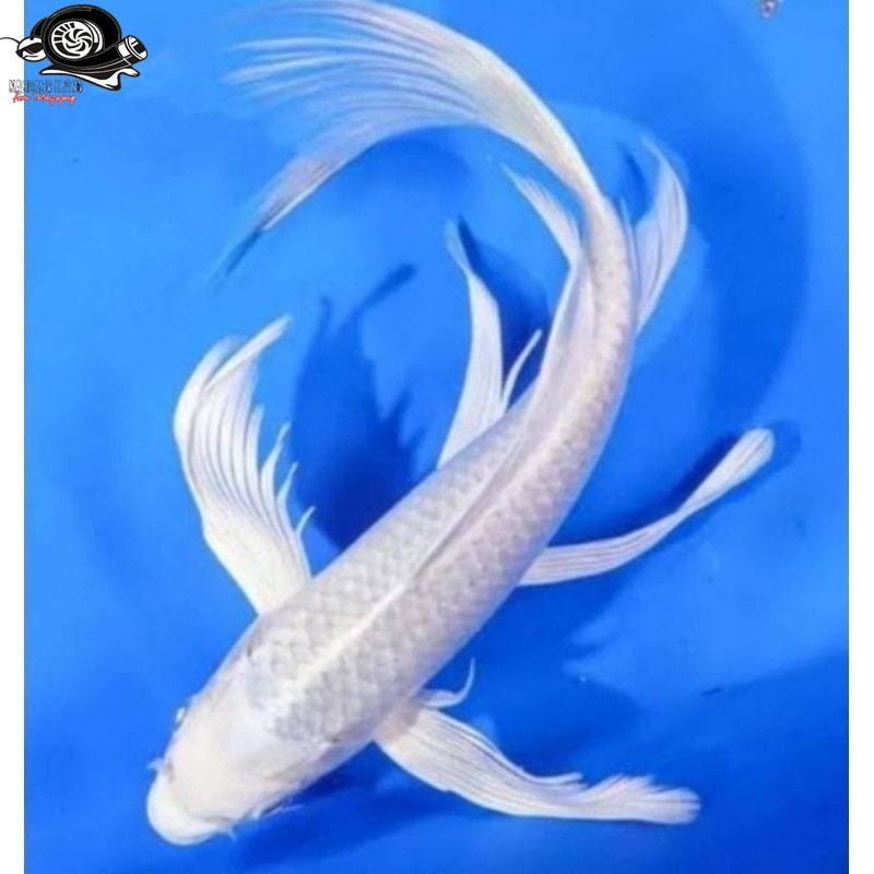 koi platinum kumpay sleyer 17-20 cm garangsi sampai tujuan