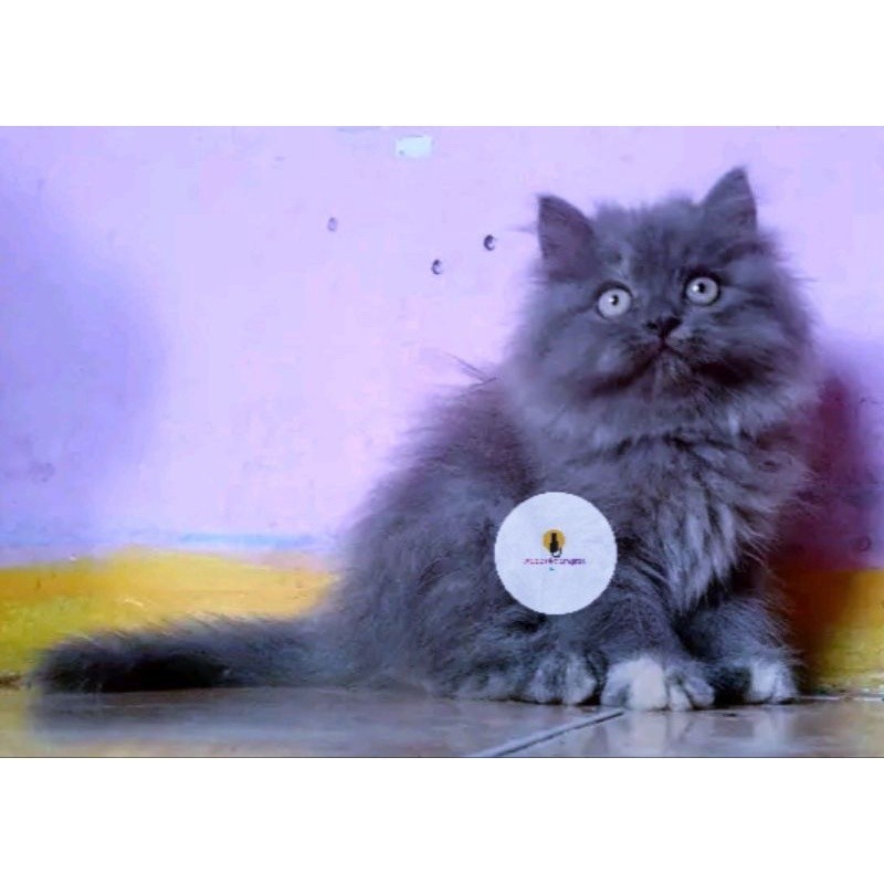 kucing persia flatnose gemuk abu longhair