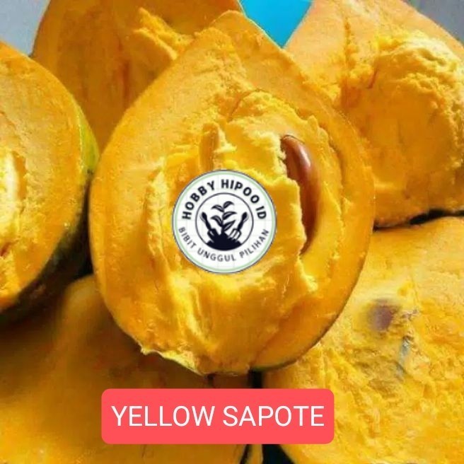 BIBIT YELLOW SAPOTE JAMINAN VALID DAN BERKUALITAS Hobby Hipoo ID