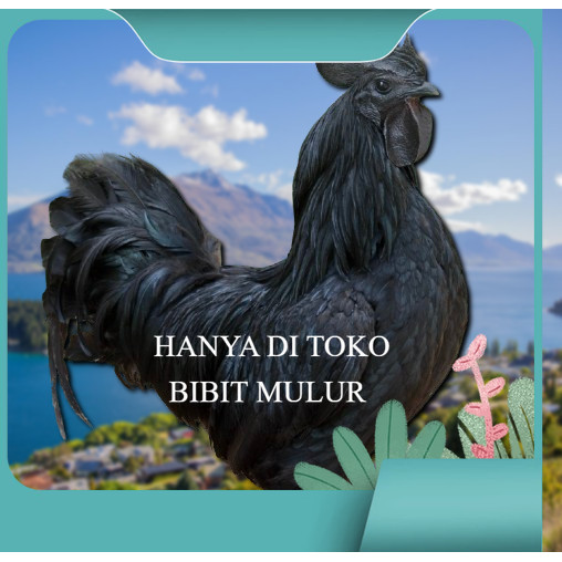 

telur ayam cemani lidah hitam ( asli ) bisa untuk di tetaskan jumbo